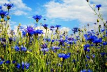 Photo of Полевые цветы: красота природы