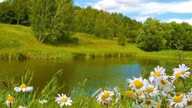 Photo of «Цветочное многообразие планеты»