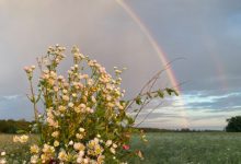 Photo of Полевые цветы: радуга природы