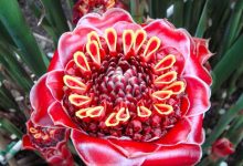 Photo of «Экзотика природы: уникальные цветы»
