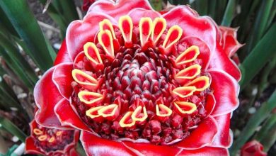 Photo of «Экзотика природы: уникальные цветы»