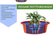 Photo of Как правильно поливать цветы