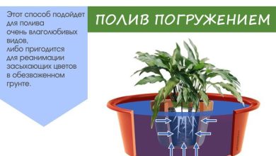 Photo of Как правильно поливать цветы